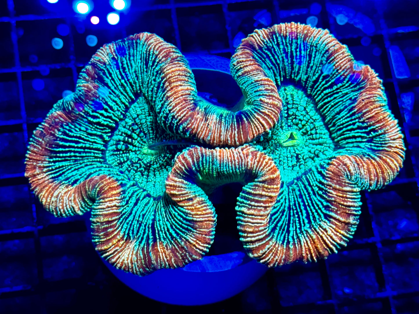 NEW CORAL PICS 07.03.2024