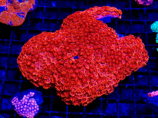 NEW CORAL PICS 07.03.2024