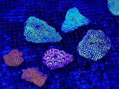 NEW CORAL PICS 07.03.2024