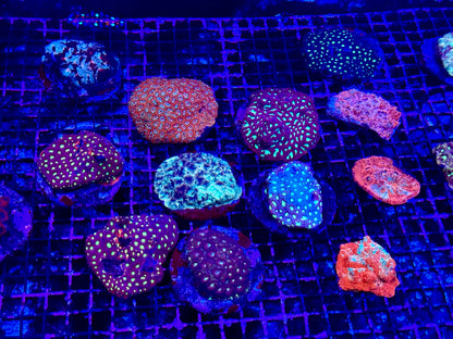 NEW CORAL PICS 07.03.2024