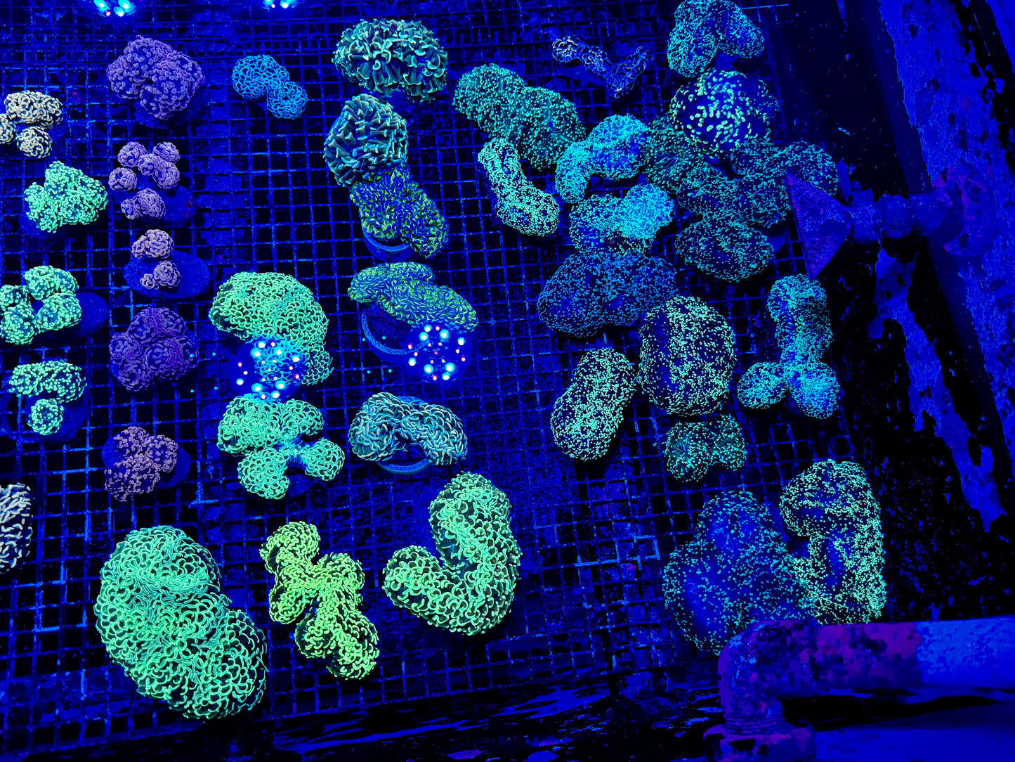 NEW CORAL PICS 07.03.2024