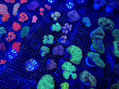 NEW CORAL PICS 07.03.2024