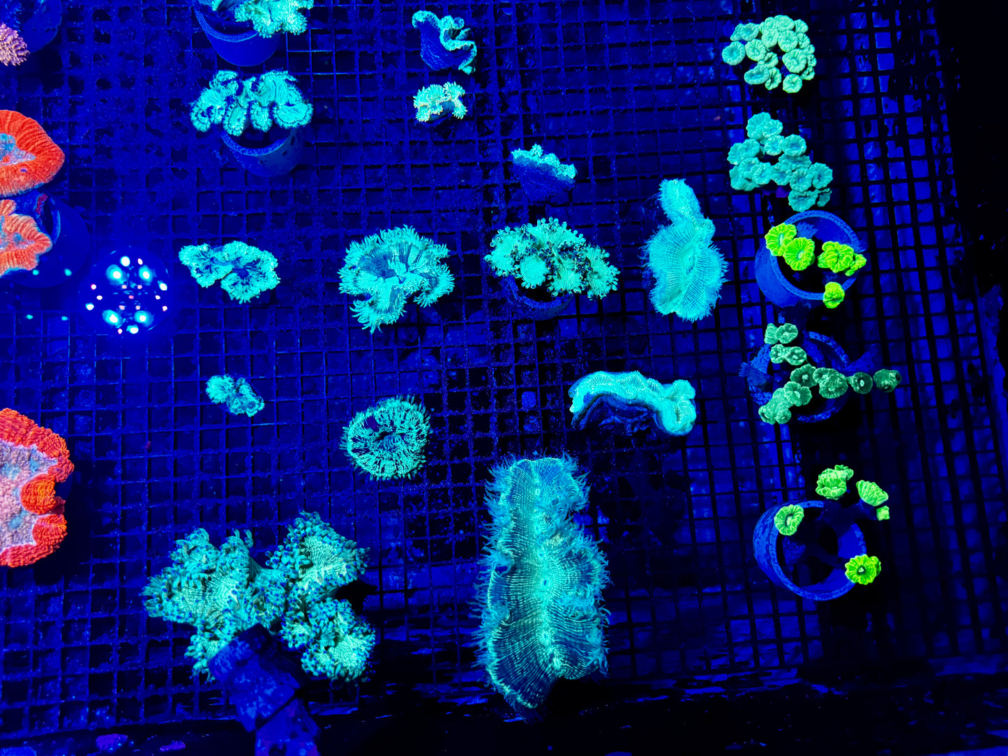 NEW CORAL PICS 07.03.2024