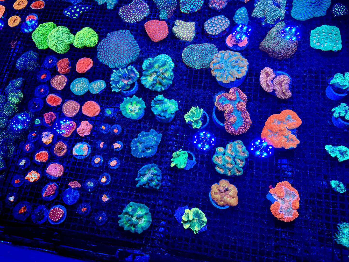 NEW CORAL PICS 07.03.2024