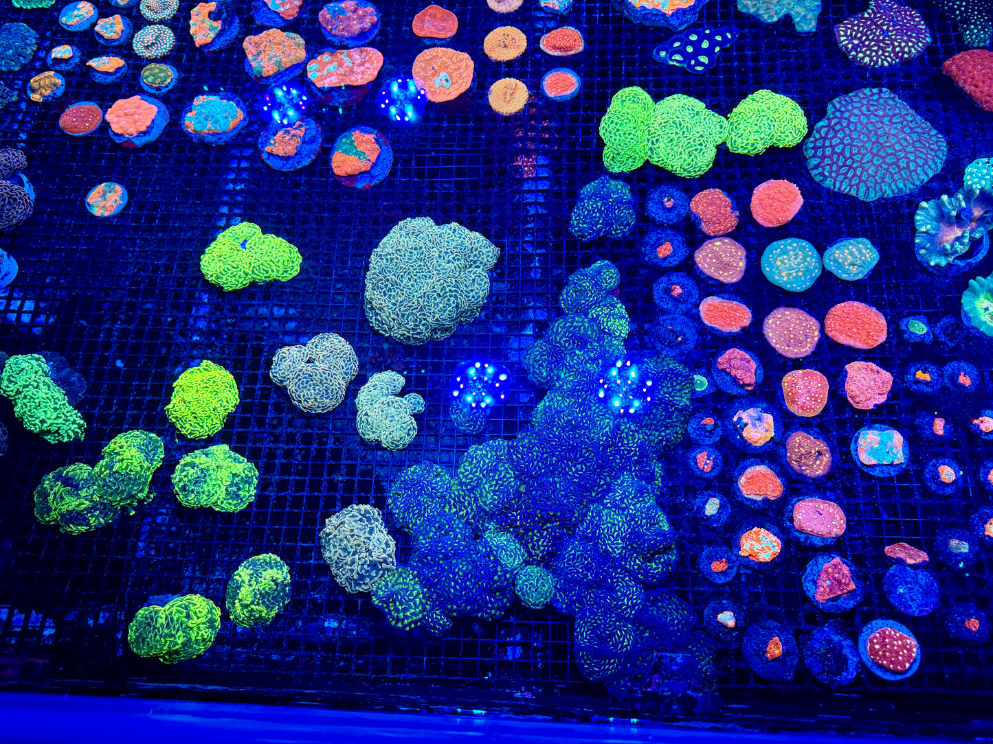 NEW CORAL PICS 07.03.2024