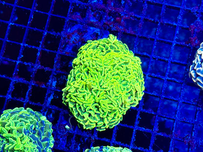 NEW CORAL PICS 07.03.2024