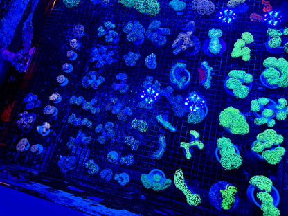 NEW CORAL PICS 07.03.2024