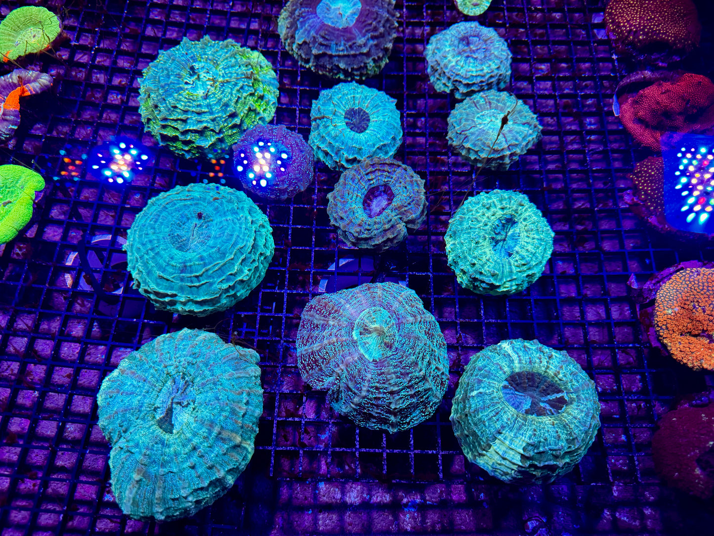 New Coral Pics 05.14.2024