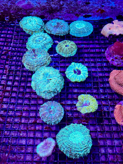 New Coral Pics 05.14.2024