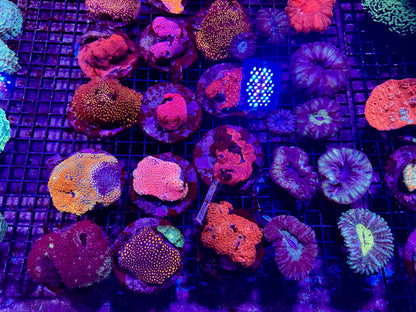 New Coral Pics 05.14.2024