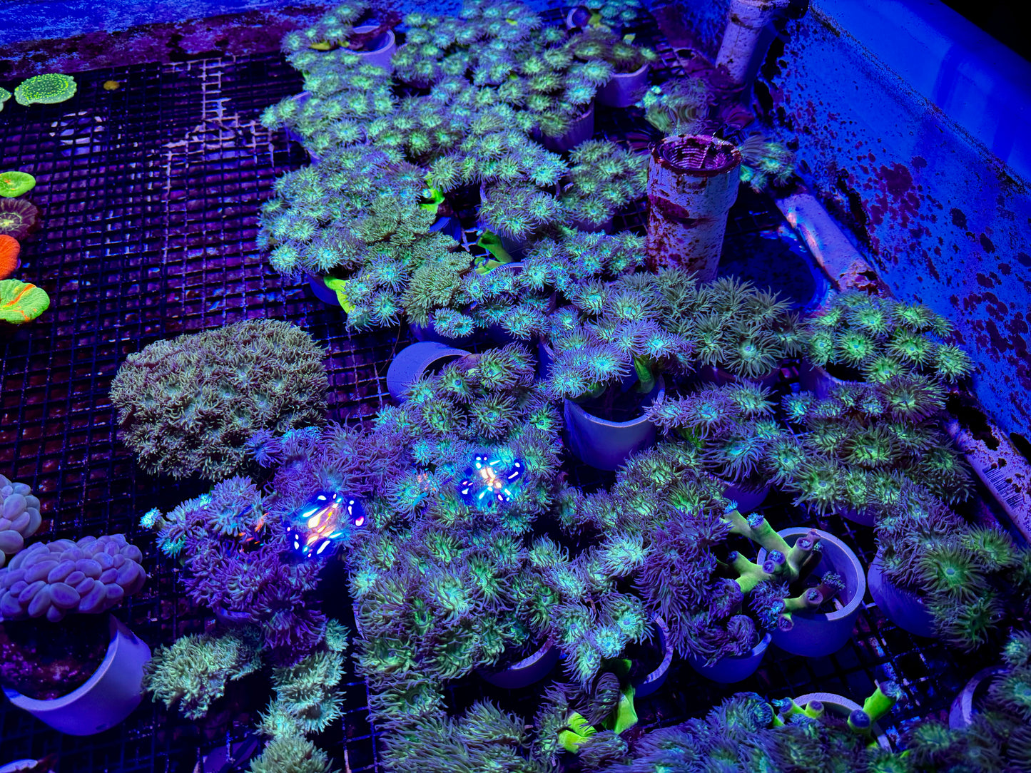 New Coral Pics 05.14.2024