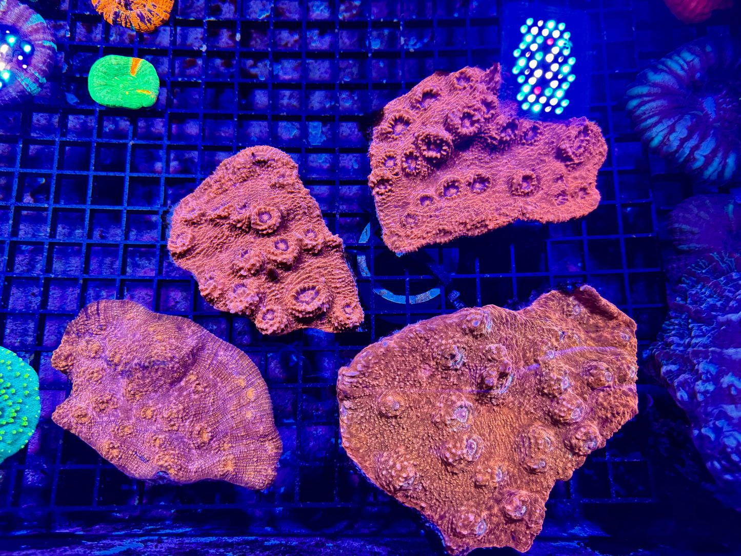 New Coral Pics 05.14.2024