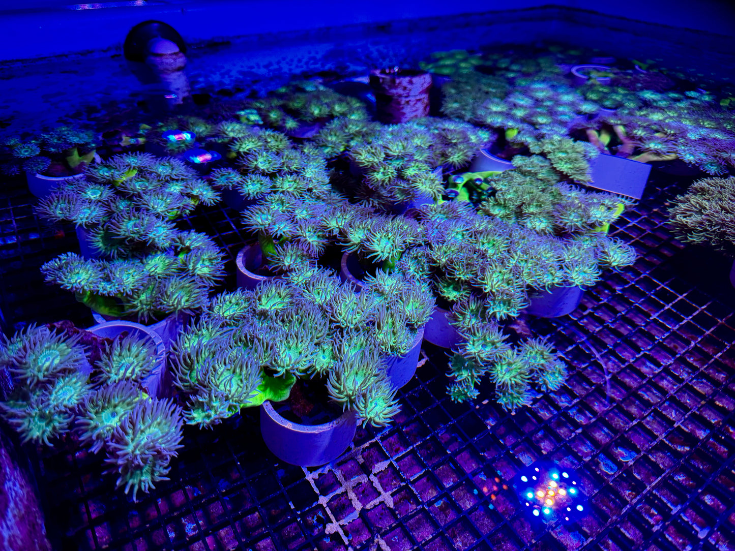 New Coral Pics 05.14.2024