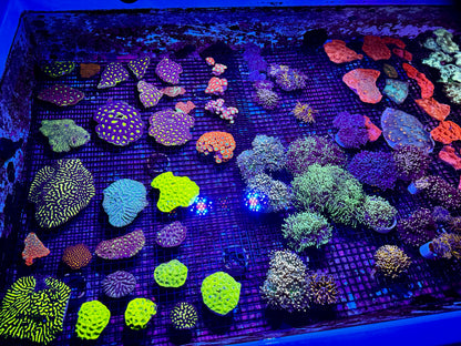 New Coral Pics 05.14.2024