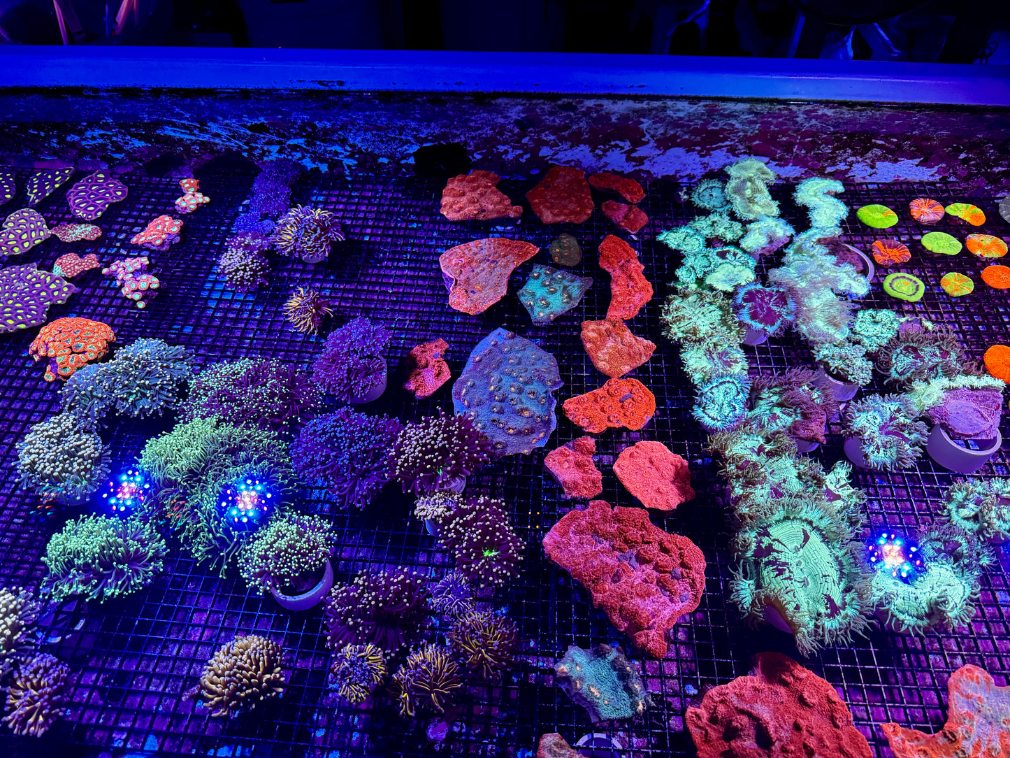 New Coral Pics 05.14.2024