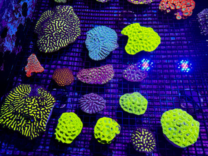 New Coral Pics 05.14.2024