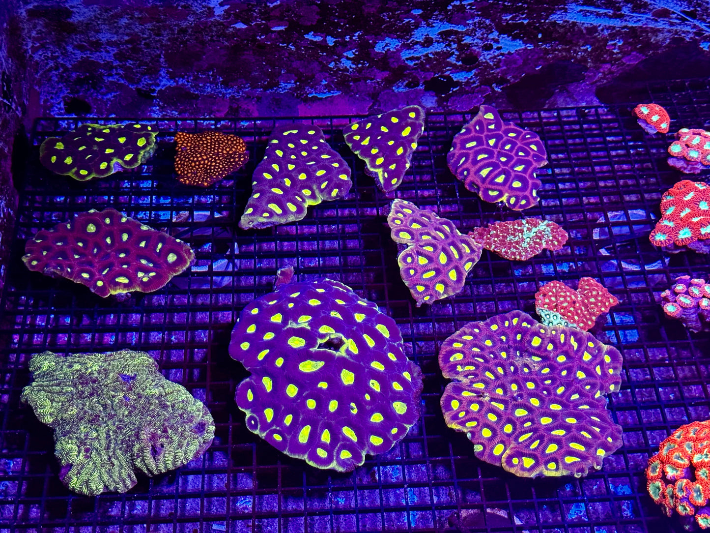 New Coral Pics 05.14.2024