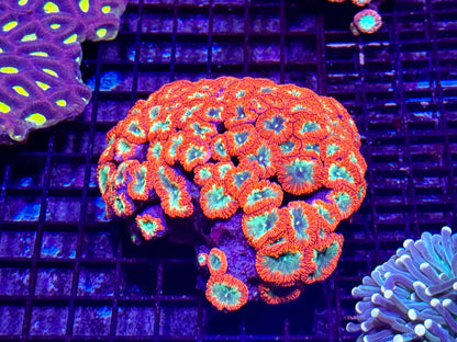 New Coral Pics 05.14.2024