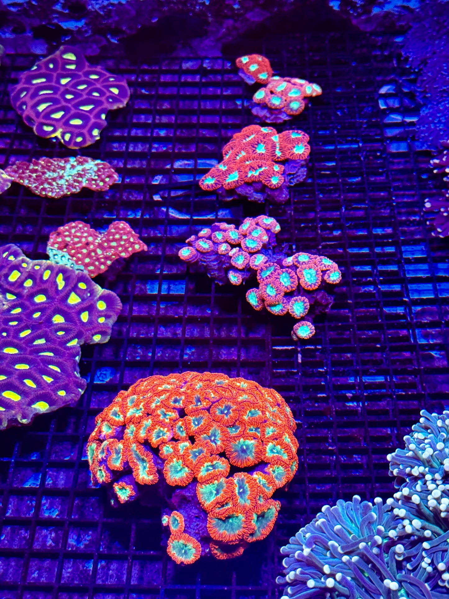 New Coral Pics 05.14.2024