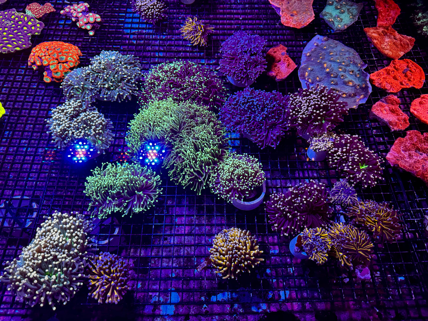 New Coral Pics 05.14.2024