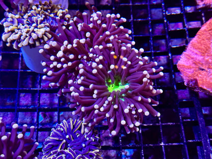 New Coral Pics 05.14.2024