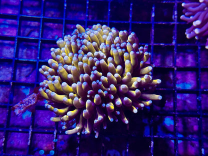 New Coral Pics 05.14.2024