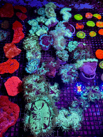 New Coral Pics 05.14.2024