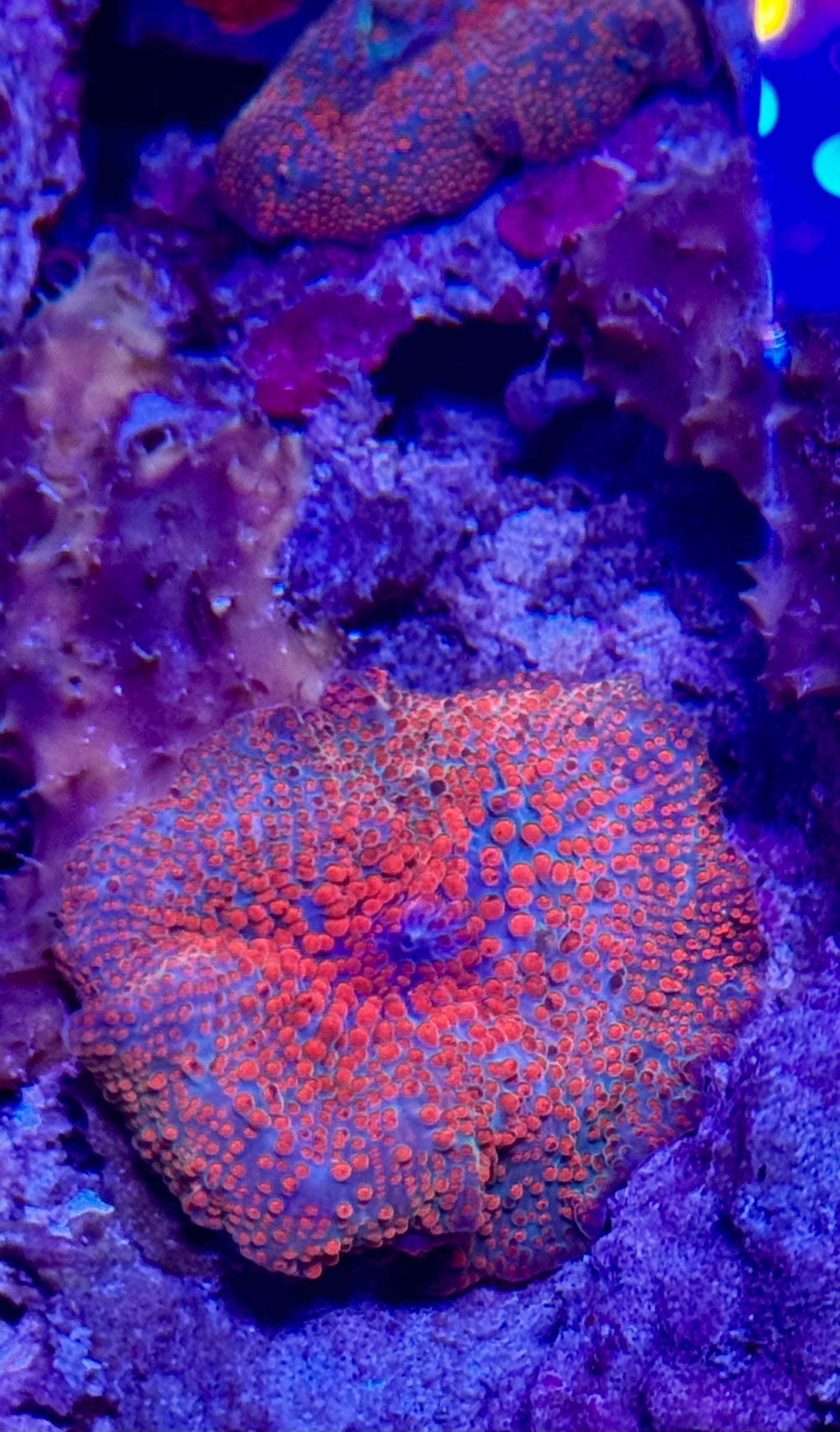 New Coral Pics 05.14.2024