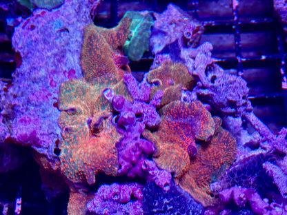 New Coral Pics 05.14.2024