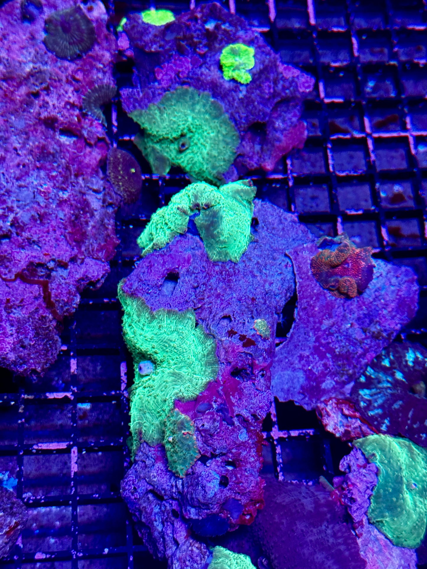 New Coral Pics 05.14.2024