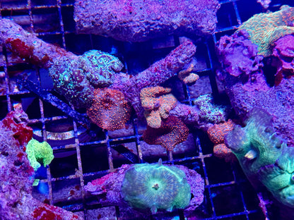 New Coral Pics 05.14.2024