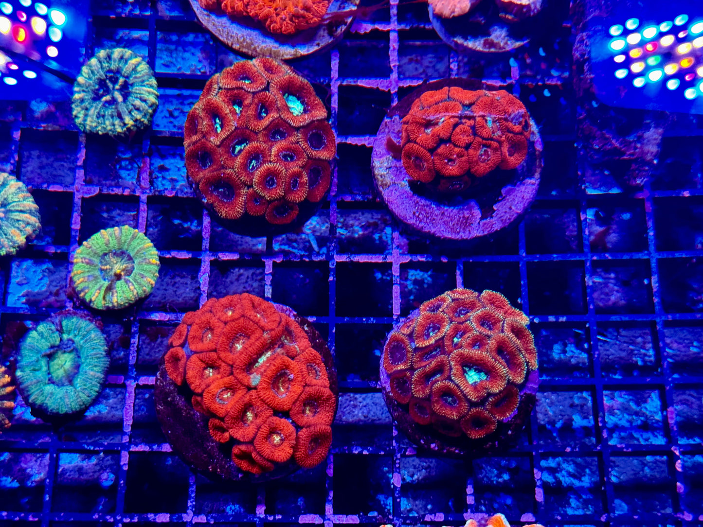 New Coral Pics 05.14.2024