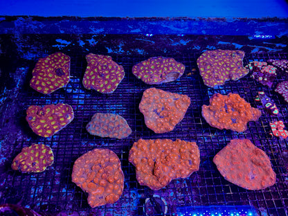 New Coral Pics 05.14.2024