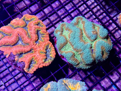 New Coral Pics 05.14.2024