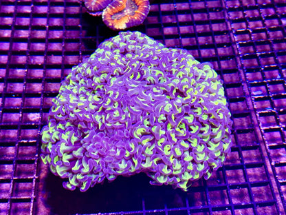 New Coral Pics 05.14.2024