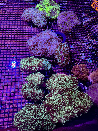 New Coral Pics 05.14.2024