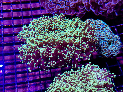 New Coral Pics 05.14.2024