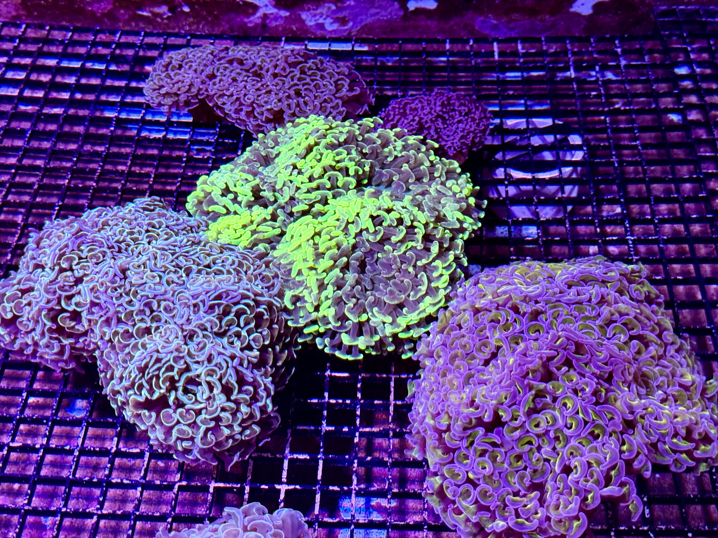 New Coral Pics 05.14.2024