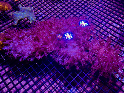 New Coral Pics 05.14.2024