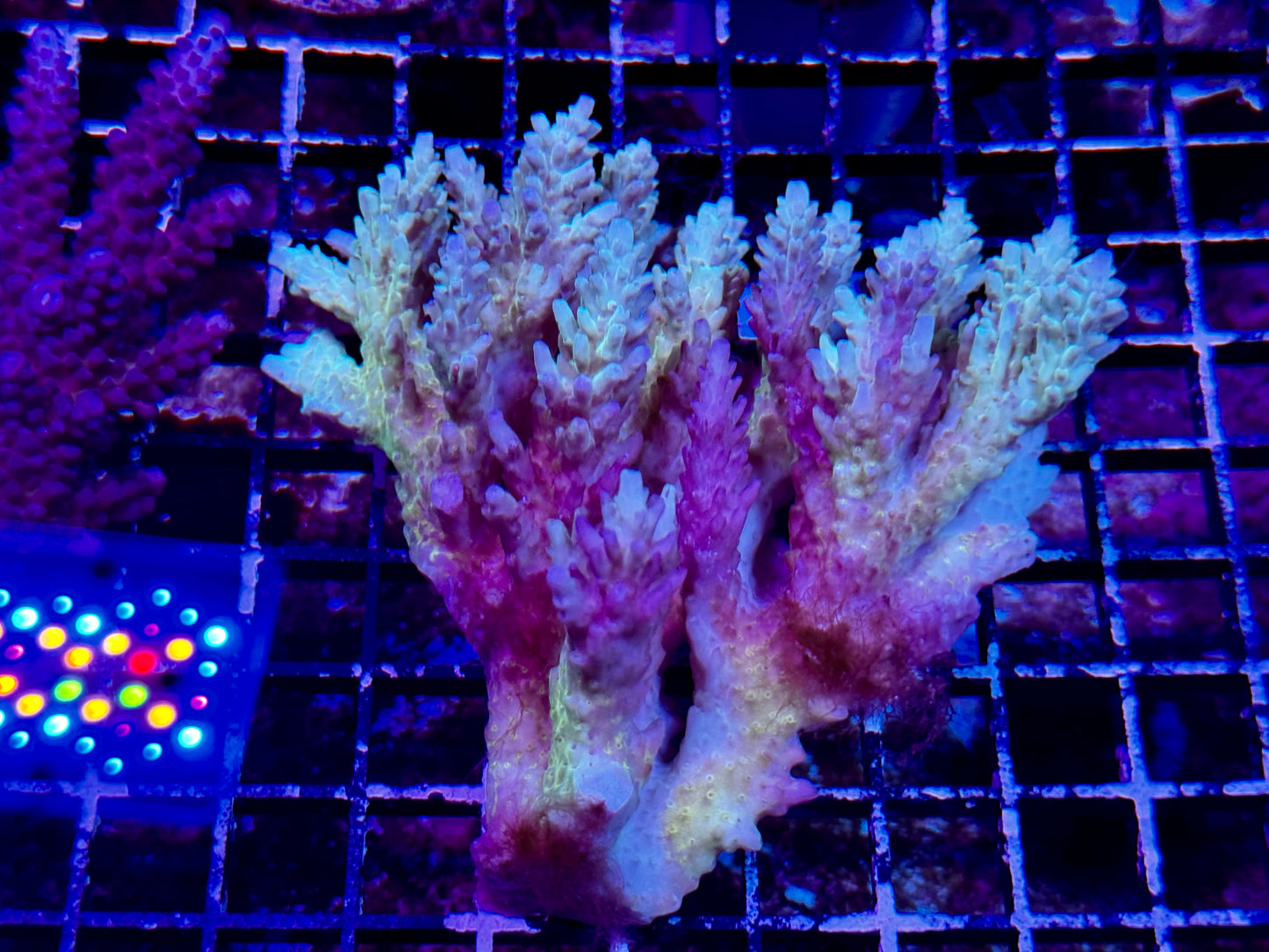 New Coral Pics 05.14.2024