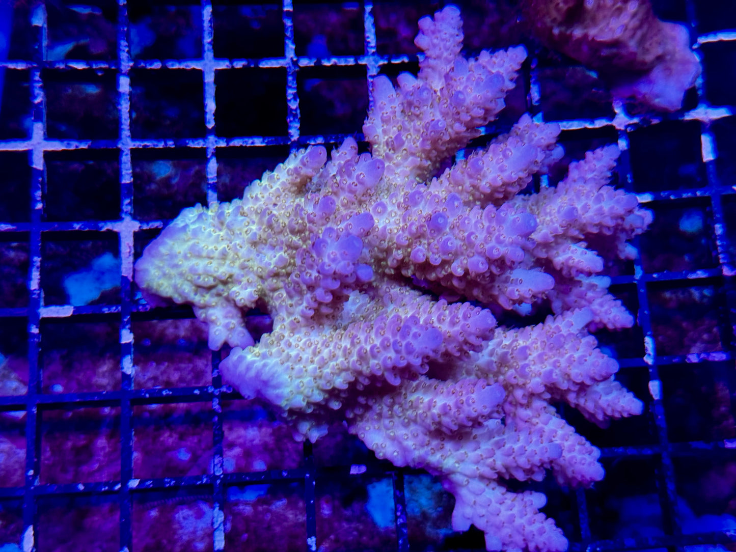 New Coral Pics 05.14.2024