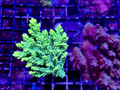 New Coral Pics 05.14.2024