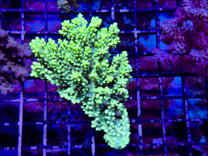 New Coral Pics 05.14.2024