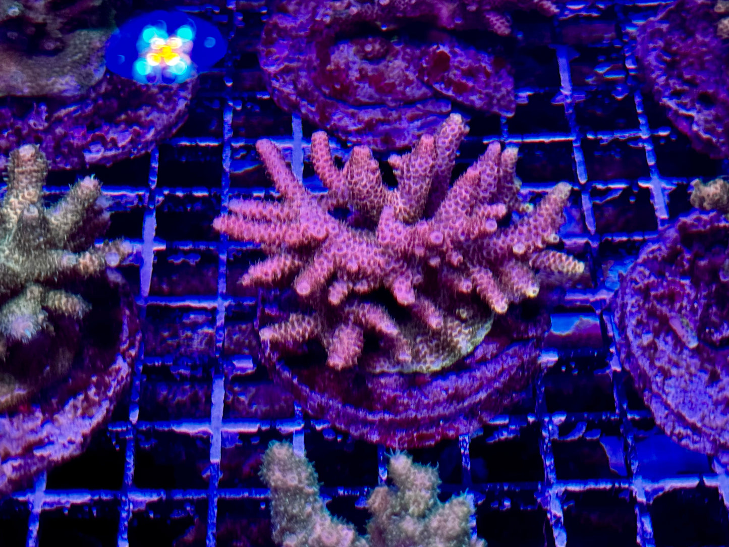 New Coral Pics 05.14.2024