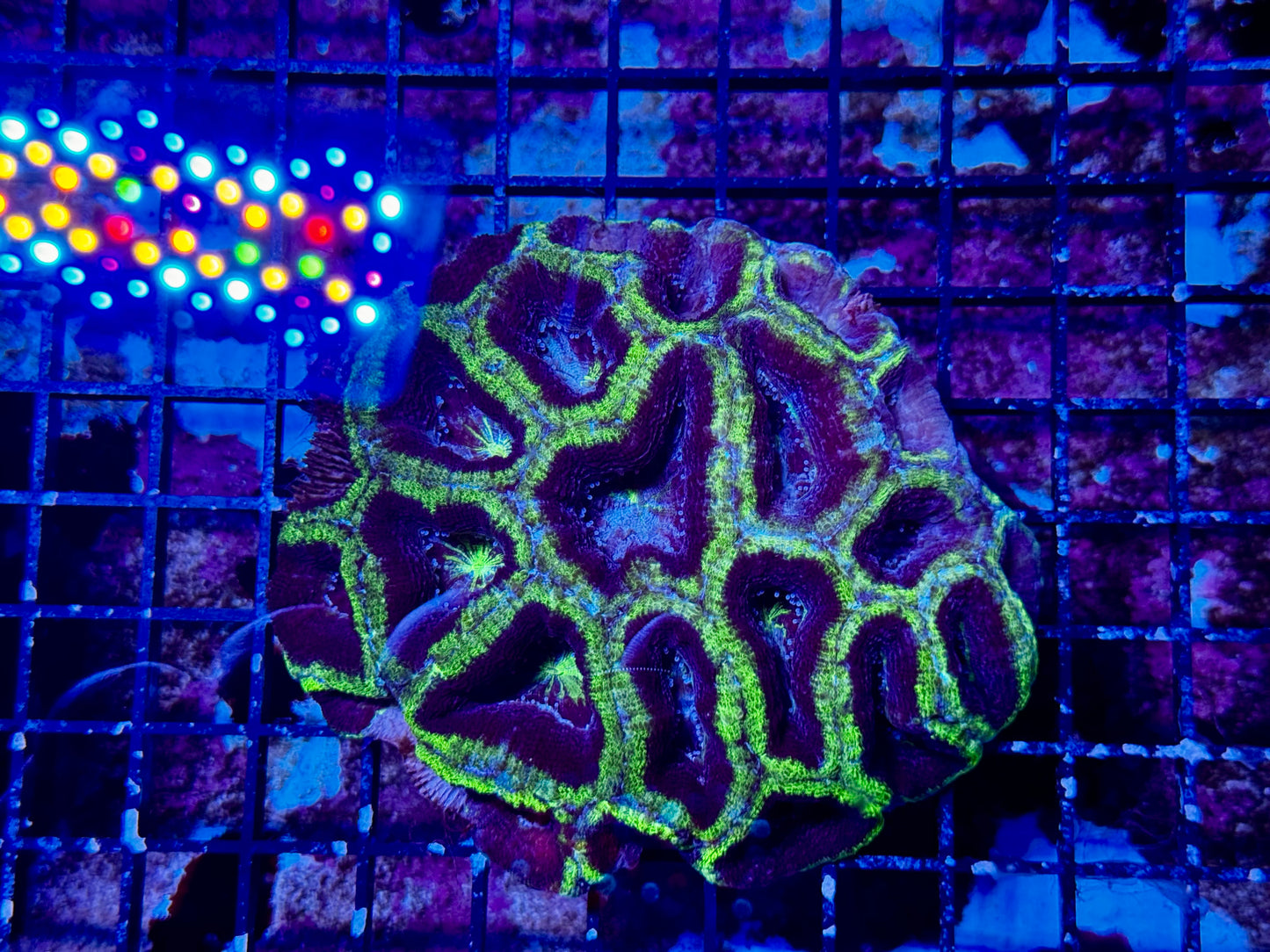 New Coral Pics 05.14.2024