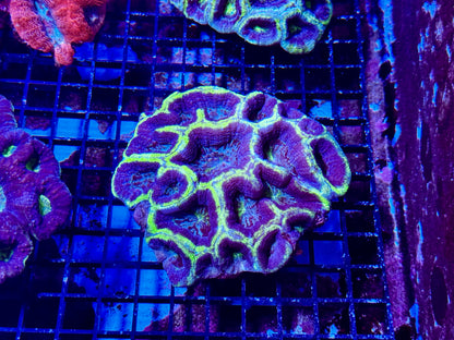 New Coral Pics 05.14.2024