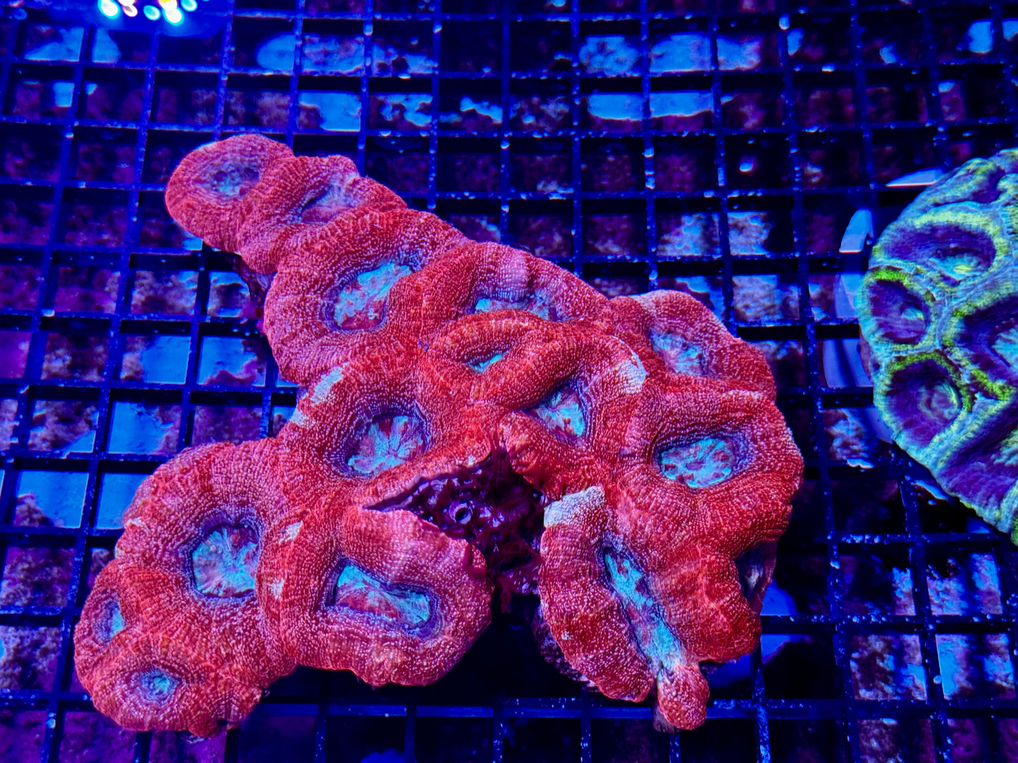 New Coral Pics 05.14.2024