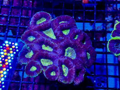 New Coral Pics 05.14.2024