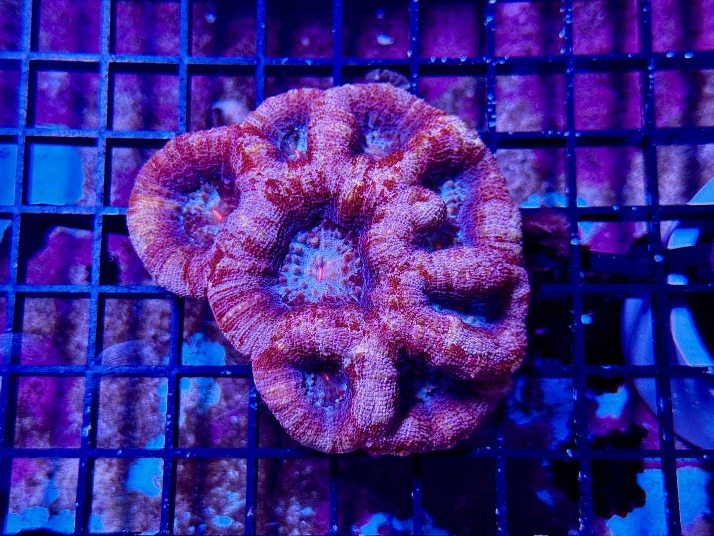 New Coral Pics 05.14.2024