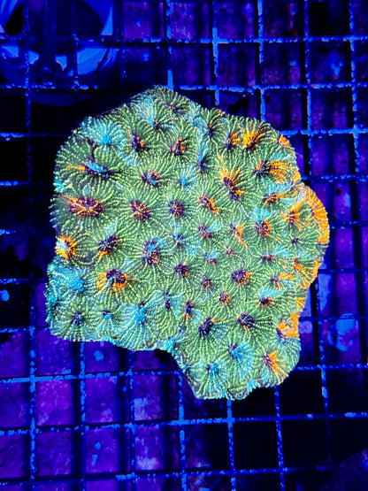 New Coral Pics 05.14.2024